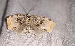 Achrosis