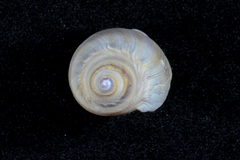 Bullia laevissima