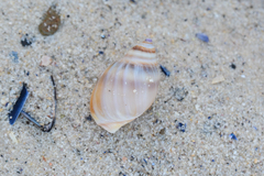 Bullia laevissima