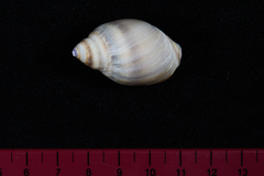 Bullia laevissima