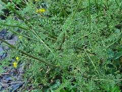 Tanacetum leptophyllum