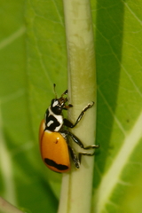 Hippodamia glacialis