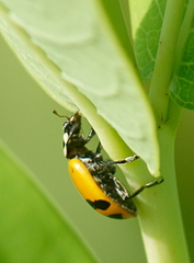 Hippodamia glacialis
