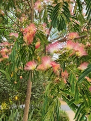 Albizia julibrissin