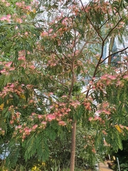 Albizia julibrissin