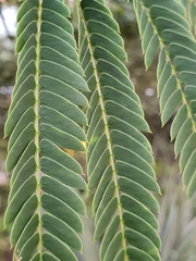 Albizia julibrissin