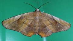 Episparis tortuosalis