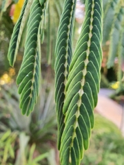 Albizia julibrissin