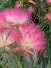 Albizia julibrissin