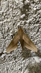 Xylophanes libya