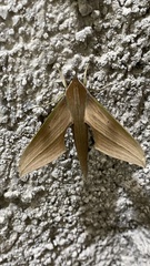 Xylophanes libya