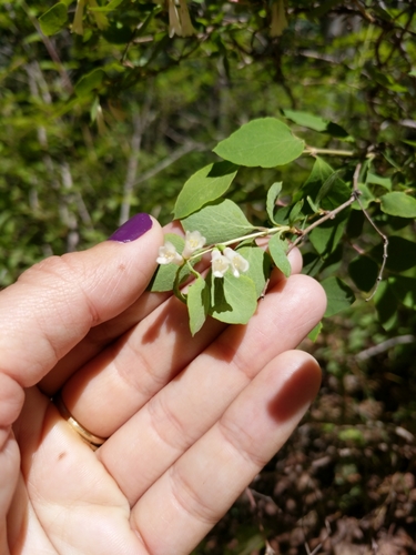 Roundleaf snowberry (Symphoricarpos rotundifolius)
