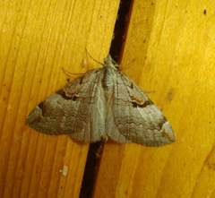 Aplocera praeformata