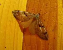 Aplocera praeformata