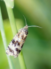 Olethreutes astrologana