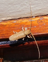 Stenidea alutacea