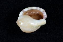 Semicassis zeylanica