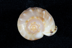 Semicassis zeylanica