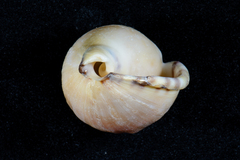 Semicassis zeylanica