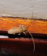 Stenidea alutacea
