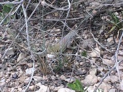 Cophosaurus texanus scitulus