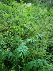 Jacobaea othonnae