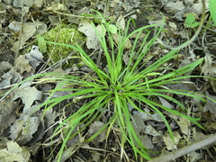Carex backii