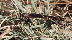 Ospriocerus