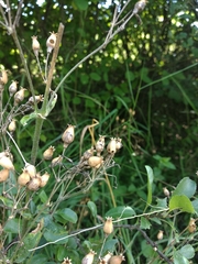 Silene nutans