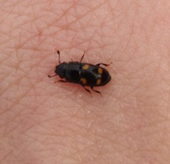 Glischrochilus hortensis