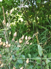 Silene nutans