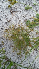 Bulbostylis stenophylla