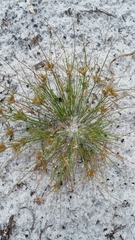 Bulbostylis stenophylla