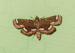Cymoriza