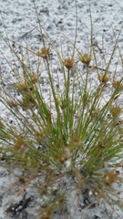 Bulbostylis stenophylla