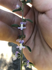 Sairocarpus cornutus