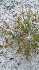 Bulbostylis stenophylla