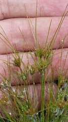 Bulbostylis stenophylla