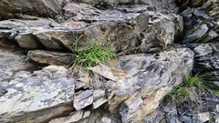 Melica minor