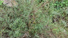 Artemisia daghestanica