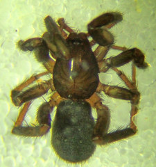 Drassyllus insularis