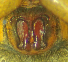 Drassyllus insularis