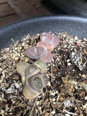 Lithops