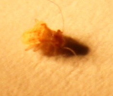 Psocodea