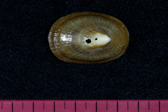 Cymbula compressa