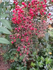 Angiospermae