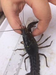 Procambarus acutus