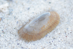 Cymbula compressa
