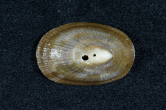 Cymbula compressa