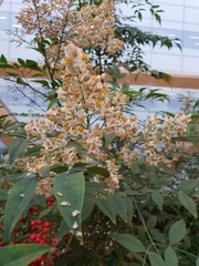 Angiospermae